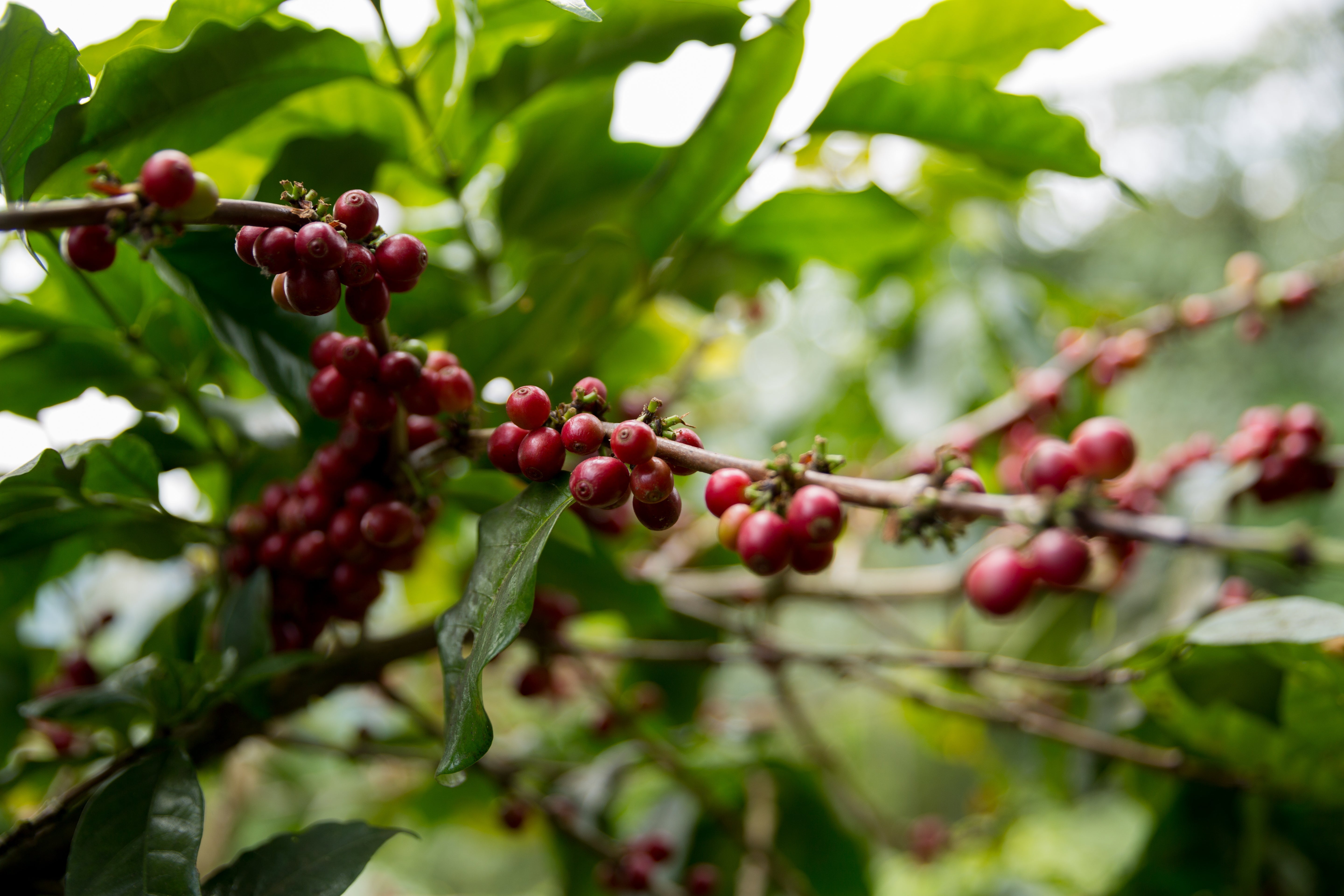 Natural oder Washed Kaffee - Die Aufbereitungsart - MyCoffeeCup.de