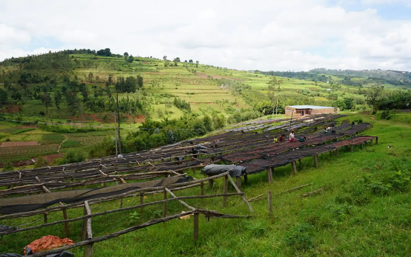 Nespresso kompatible Kapseln - fields in rwanda - MyCoffeeCup.de