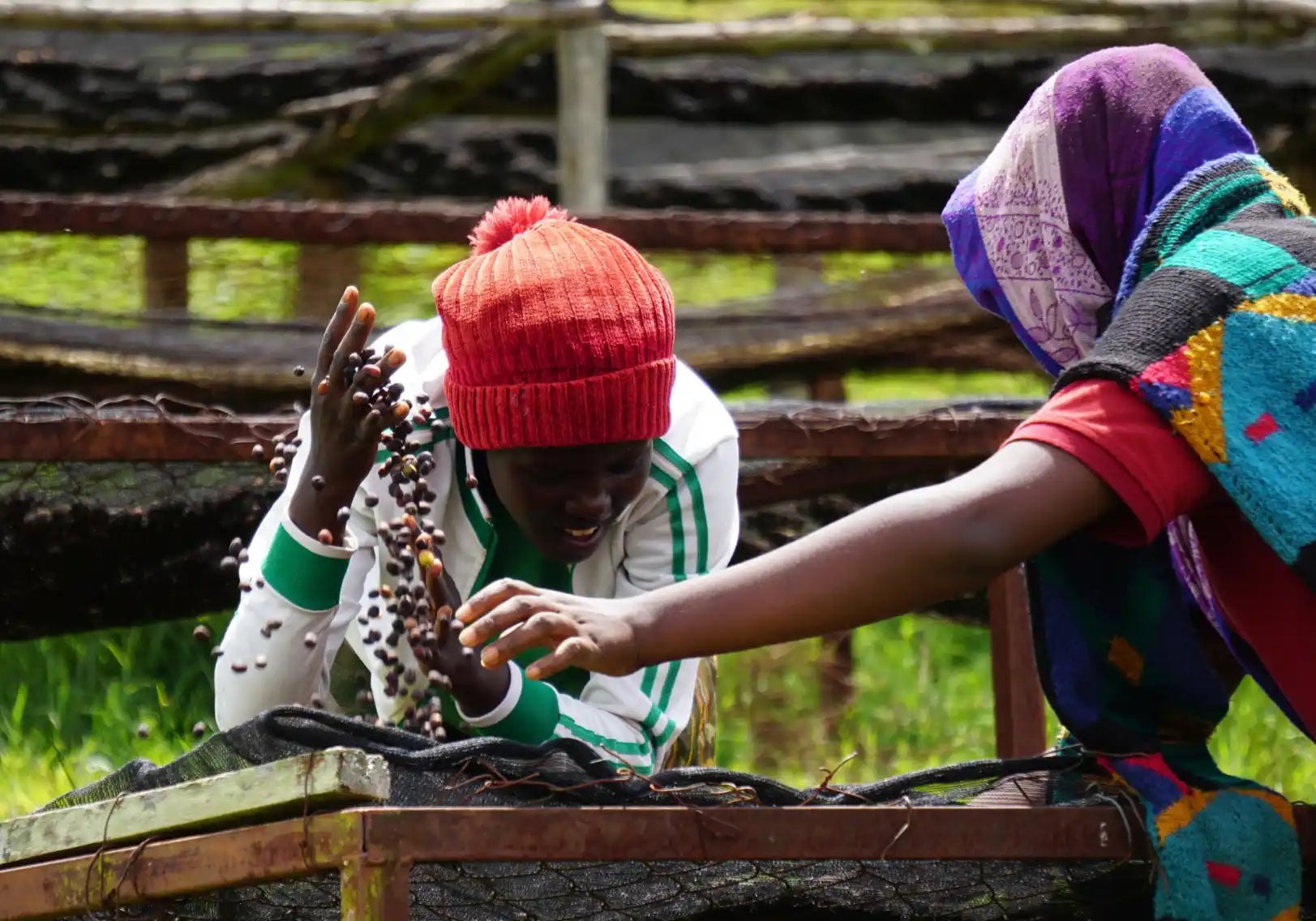 Nespresso kompatible Kapseln - kaffeefeld in ruanda - MyCoffeeCup