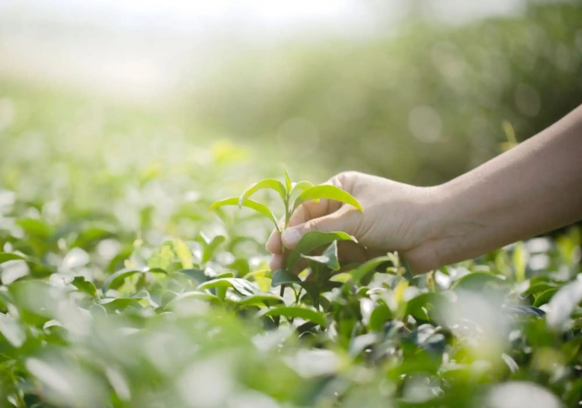 Nespresso kompatible Kapseln - picking flowers- MyCoffeeCup.de